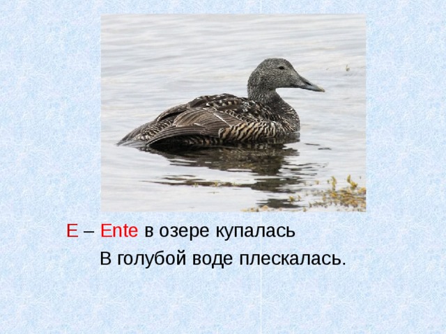 Е – Ente в озере купалась В голубой воде плескалась.   