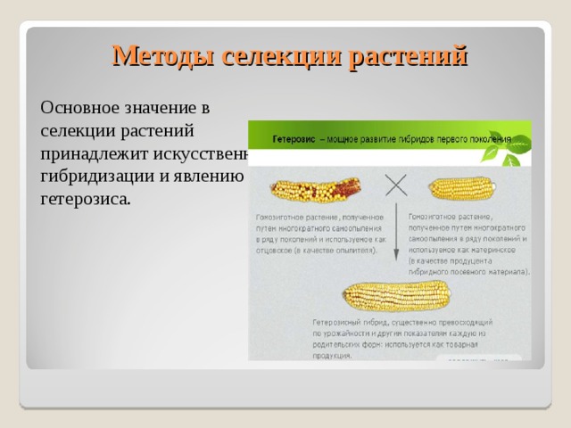 Схема селекционного процесса межлинейных гибридов на примере кукурузы