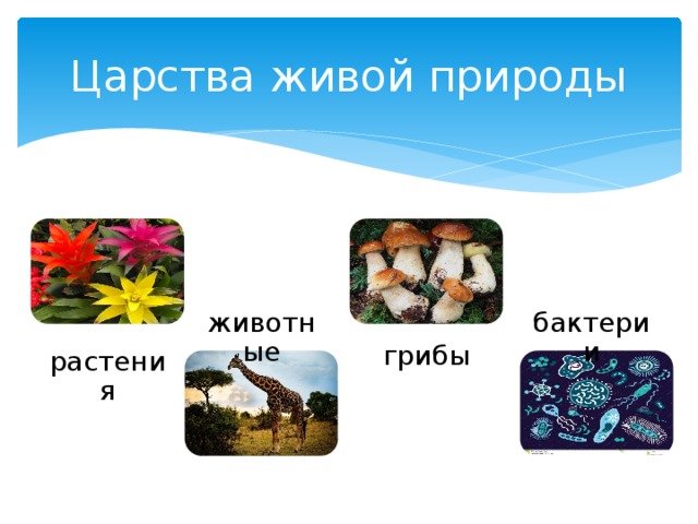 Царство живой природы 3. Царства живой природы 3 класс. Окружающий мир царства живой природы. Царства природы 3 класс. Царство природы 3 класс окружающий.