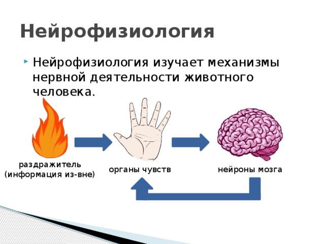 Нейрофизиология картинки для презентации