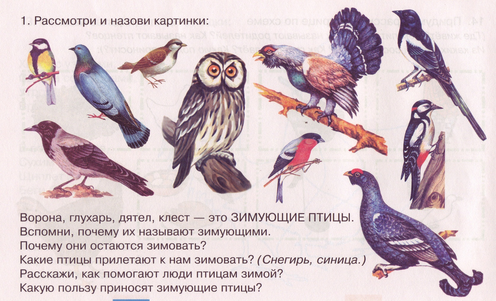 Птицы русские игры