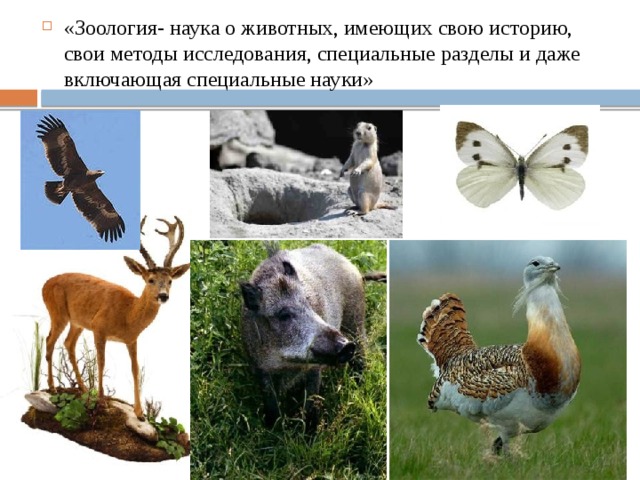 «Зоология- наука о животных, имеющих свою историю, свои методы исследования, специальные разделы и даже включающая специальные науки» 