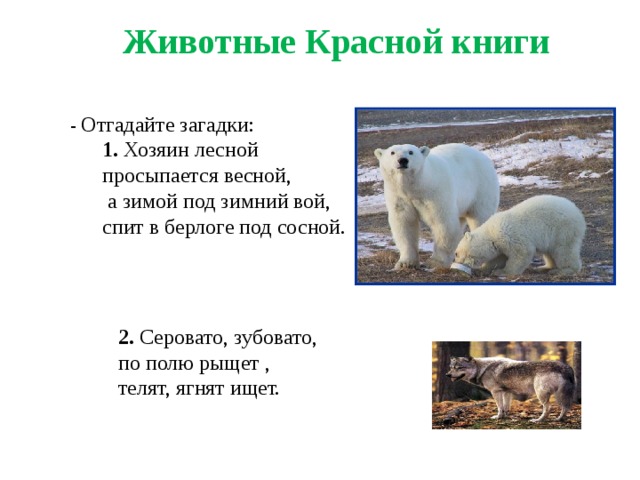 2. Серовато, зубовато, по полю рыщет , телят, ягнят ищет.  Животные Красной книги - Отгадайте загадки: 1. Хозяин лесной просыпается весной,  а зимой под зимний вой, спит в берлоге под сосной.  