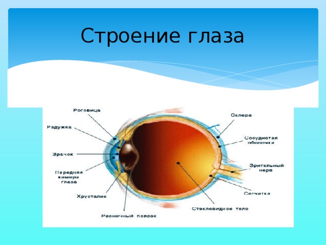 Исследовательский проект на тему зрение