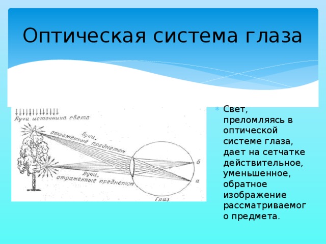 Изображение предмета возникающее на сетчатке глаза является действительным уменьшенным прямым