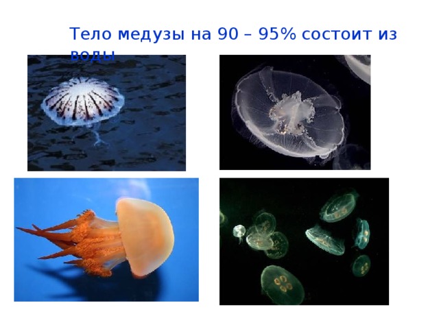 Тело медузы на 90 – 95% состоит из воды 