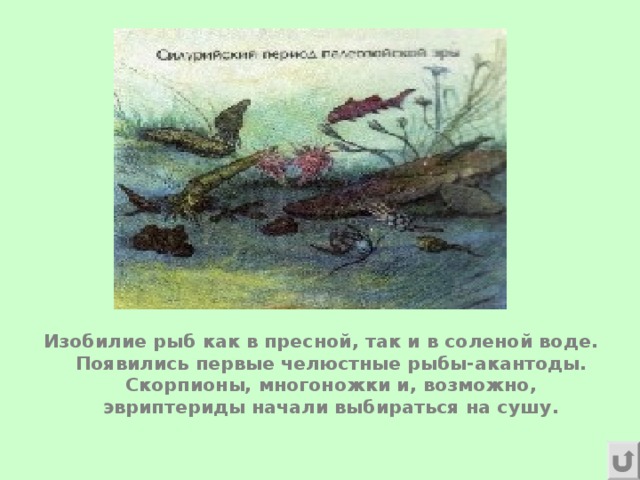 Изобилие рыб как в пресной, так и в соленой воде. Появились первые челюстные рыбы-акантоды. Скорпионы, многоножки и, возможно, эвриптериды начали выбираться на сушу.  