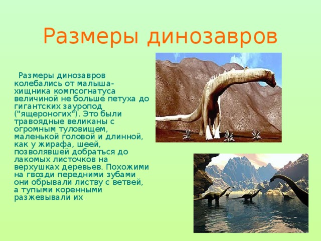Размеры динозавров  Размеры динозавров колебались от малыша-хищника компсогнатуса величиной не больше петуха до гигантских зауропод (