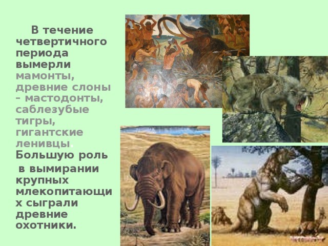  В течение четвертичного периода вымерли мамонты, древние слоны – мастодонты, саблезубые тигры, гигантские ленивцы .   Большую роль  в вымирании крупных млекопитающих сыграли древние охотники.   