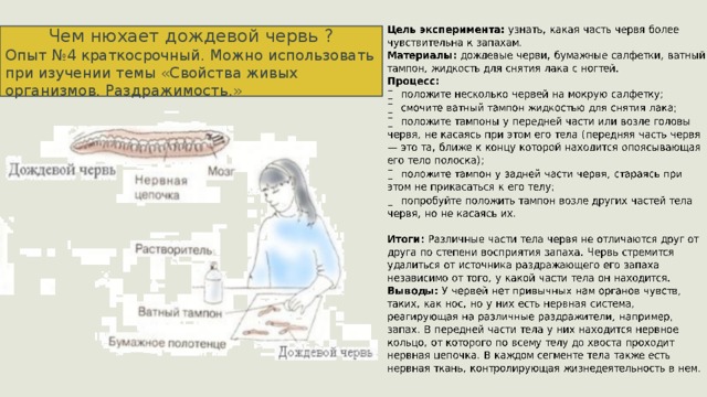 Чем нюхает дождевой червь ? Опыт №4 краткосрочный. Можно использовать при изучении темы «Свойства живых организмов. Раздражимость.» 