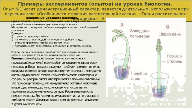 На изображенном на рисунке проводится опыт экспериментатор поместил элодею в стакан ответы