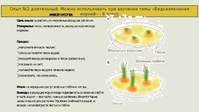 Опыт №2 длительный. Можно использовать при изучении темы «Видоизменения корней» - 6 класс 