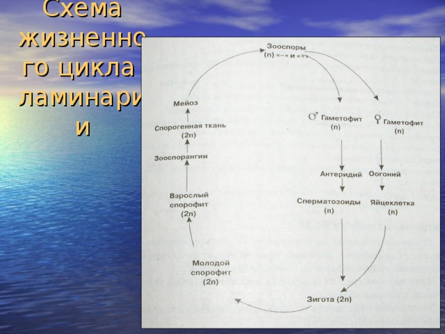 Схема жизненного цикла  ламинарии 