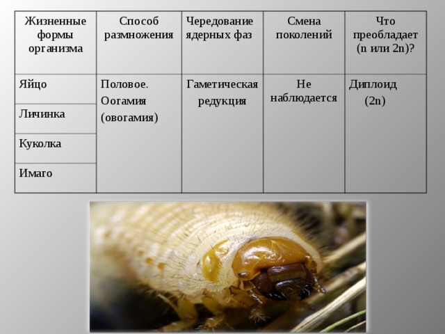 Этапы развития майского жука в картинках