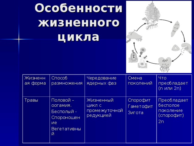 Определите особенности жизненного цикла. Особенности жизненного цикла. Жизненный цикл с промежуточной редукцией. Чередование поколений и смена ядерных фаз в жизненном цикле растений. Бесполое размножение. Чередование поколений и смена ядерных фаз..