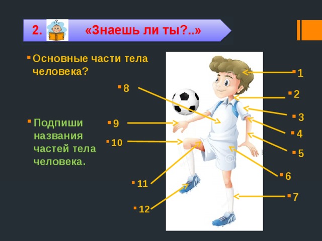 Части человека 4 класс. Основные части тела. Основные части человека. Назови основные части тела человека. Основные части тела человека физкультура.