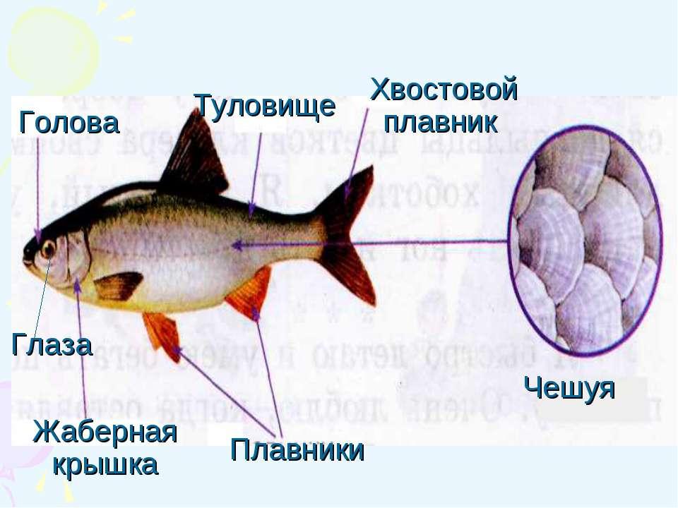 Рыбы 2 класс задания. Схема рыбы для дошкольников. Части рыбы схема для детей. Строение рыбы 2 класс. Строение рыбы окружающий мир.