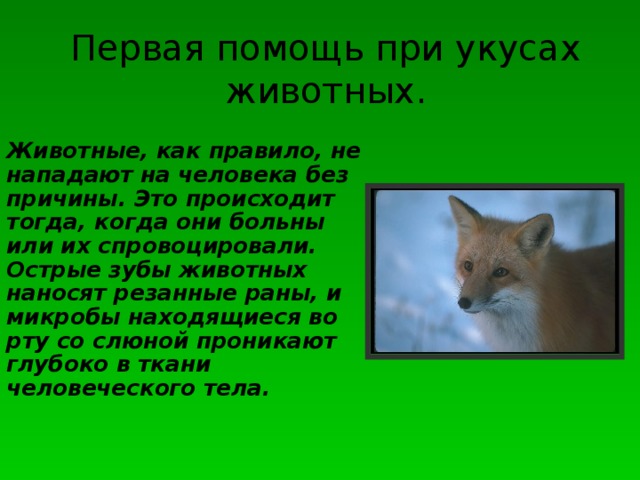 Первая помощь при укусах животных. Животные, как правило, не нападают на человека без причины. Это происходит тогда, когда они больны или их спровоцировали. Острые зубы животных наносят резанные раны, и микробы находящиеся во рту со слюной проникают глубоко в ткани человеческого тела. 