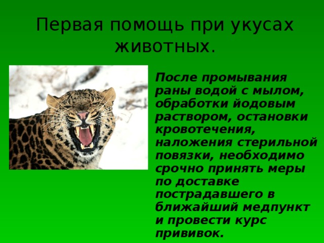 Первая помощь при укусах животных. После промывания раны водой с мылом, обработки йодовым раствором, остановки кровотечения, наложения стерильной повязки, необходимо срочно принять меры по доставке пострадавшего в ближайший медпункт и провести курс прививок. 