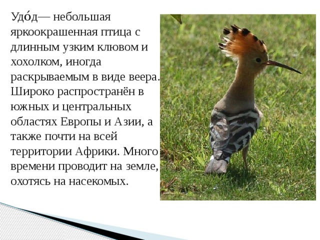 Удо́д— небольшая яркоокрашенная птица с длинным узким клювом и хохолком, иногда раскрываемым в виде веера. Широко распространён в южных и центральных областях Европы и Азии, а также почти на всей территории Африки. Много времени проводит на земле, охотясь на насекомых. 