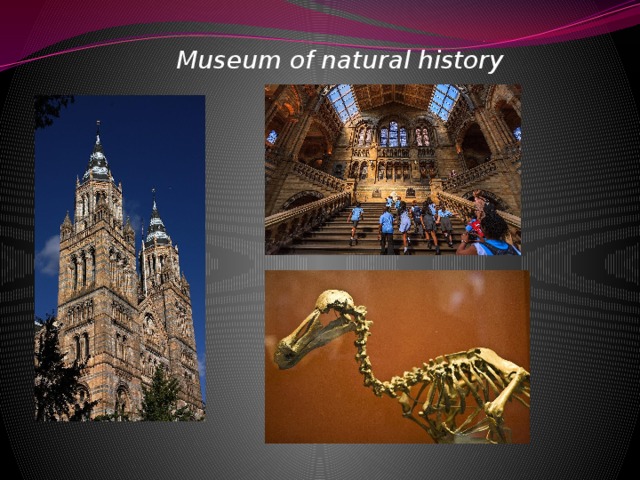 Museum of natural history 
