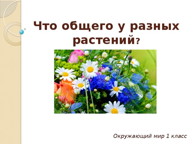 Конспект урока что общего у разных растений