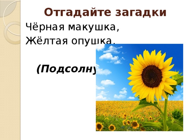 Отгадайте загадки Чёрная макушка, Жёлтая опушка.  (Подсолнух) 