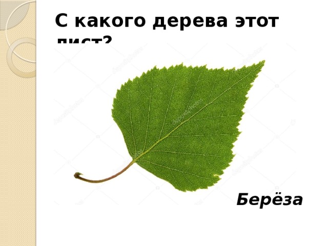 С какого дерева этот лист? Берёза 