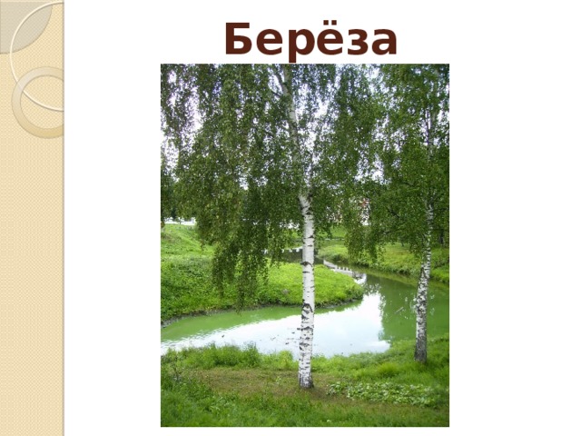 Берёза 