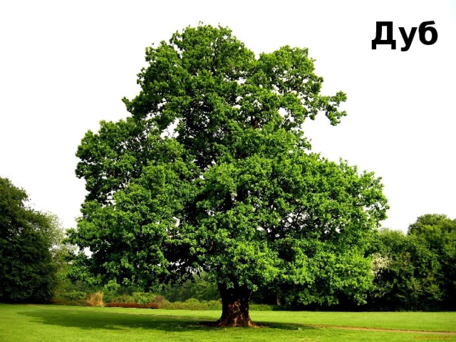  Дуб 
