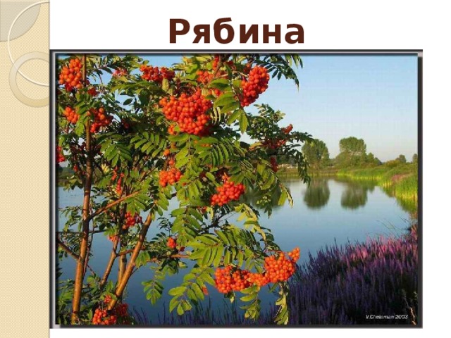 Рябина 