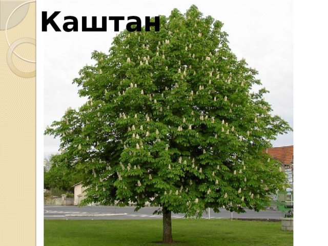 Каштан 
