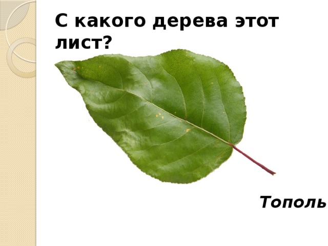 С какого дерева этот лист? Тополь 