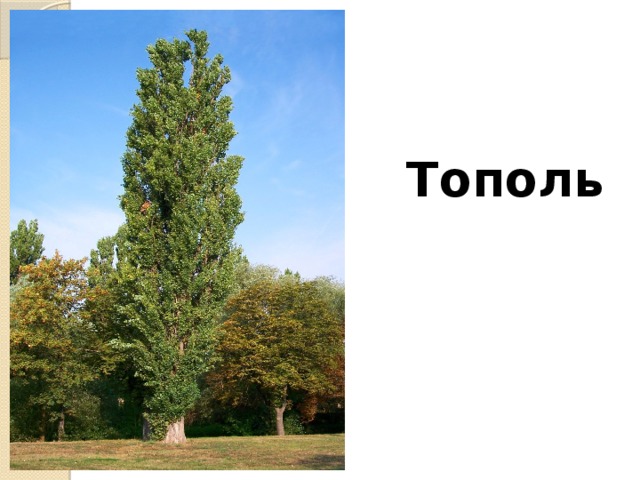 . Тополь 
