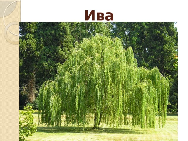 Ива 