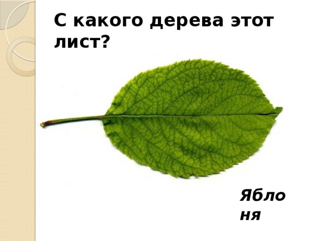 С какого дерева этот лист? Яблоня 