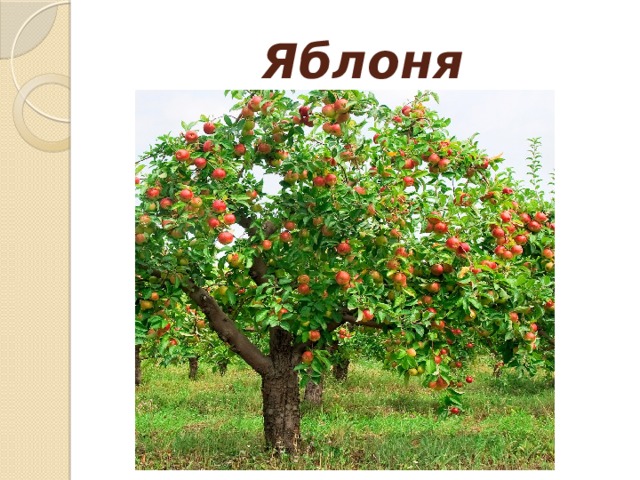 Яблоня 