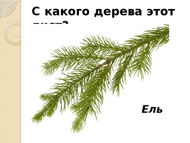 С какого дерева этот лист? Ель 