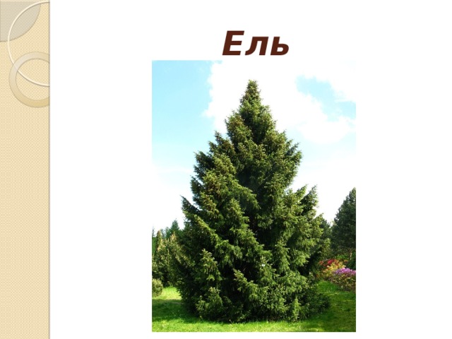 Ель 