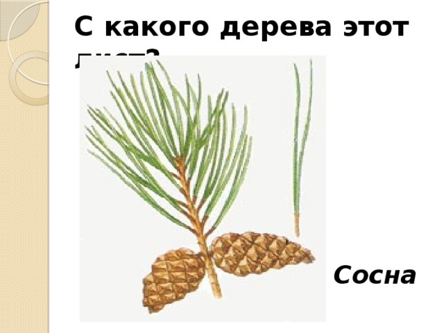 С какого дерева этот лист? Сосна 