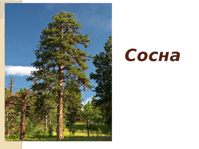 Сосна 