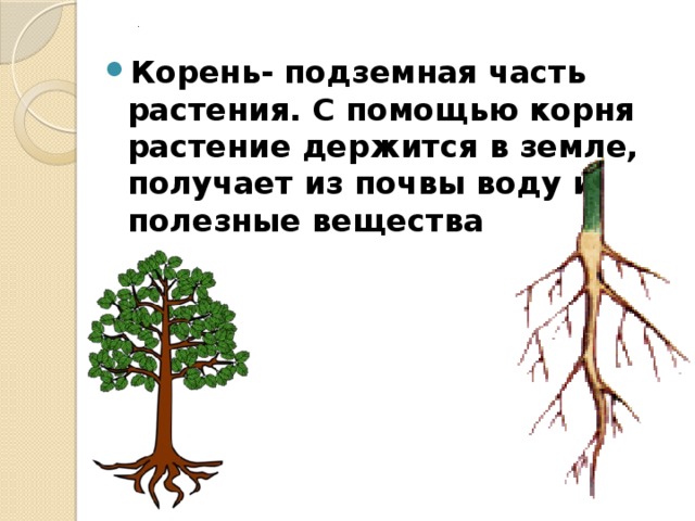 . Корень- подземная часть растения. С помощью корня растение держится в земле, получает из почвы воду и полезные вещества 