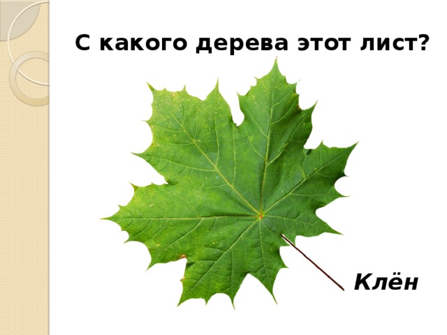 С какого дерева этот лист? Клён 