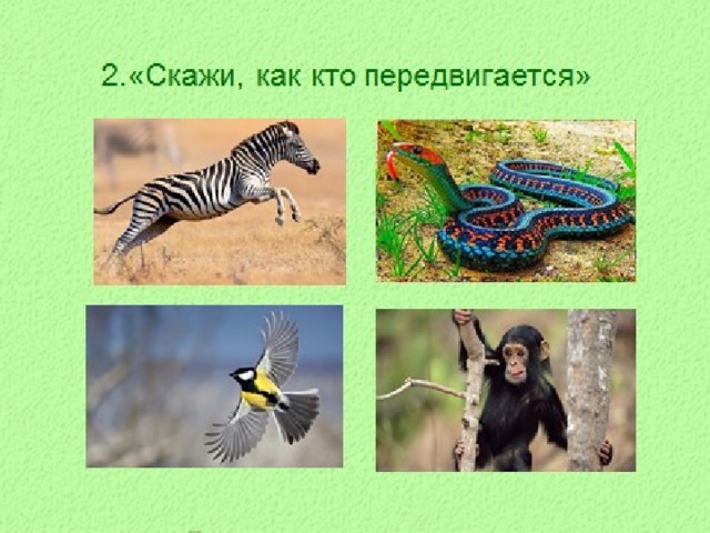 Кто как передвигается картинки для детей