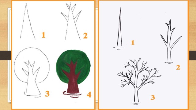 Рисование деревьев в старшей группе. Поэтапное рисование дерева в старшей группе. Этапы рисования дерева в старшей группе. Поэтапное рисование дерева в средней группе.