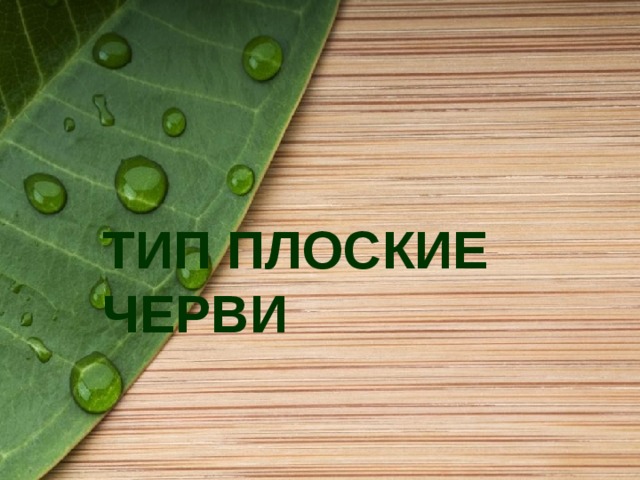 ТИП ПЛОСКИЕ ЧЕРВИ   