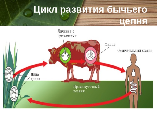 Цикл развития бычьего цепня 