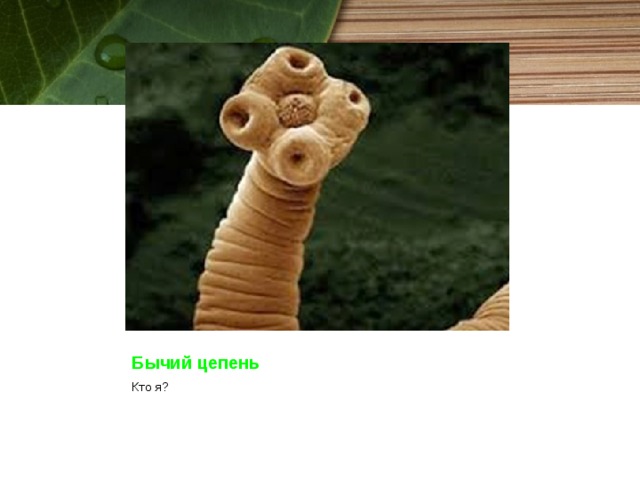 Бычий цепень Кто я? 