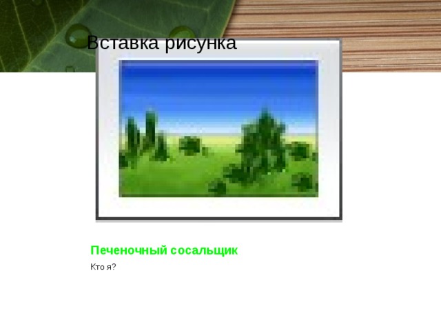 Вставка рисунка Печеночный сосальщик Кто я? 