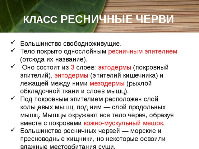 КЛАСС РЕСНИЧНЫЕ ЧЕРВИ Большинство свободноживущие. Тело покрыто однослойным ресничным эпителием (отсюда их название).  Оно состоит из 3 слоев: эктодермы (покровный эпителий), энтодермы (эпителий кишечника) и лежащей между ними мезодермы (рыхлой обкладочной ткани и слоев мышц). Под покровным эпителием расположен слой кольцевых мышц, под ним — слой продольных мышц. Мышцы окружают все тело червя, образуя вместе с покровами кожно-мускульный мешок. Большинство ресничных червей — морские и пресноводные хищники, но некоторые освоили влажные местообитания суши. 